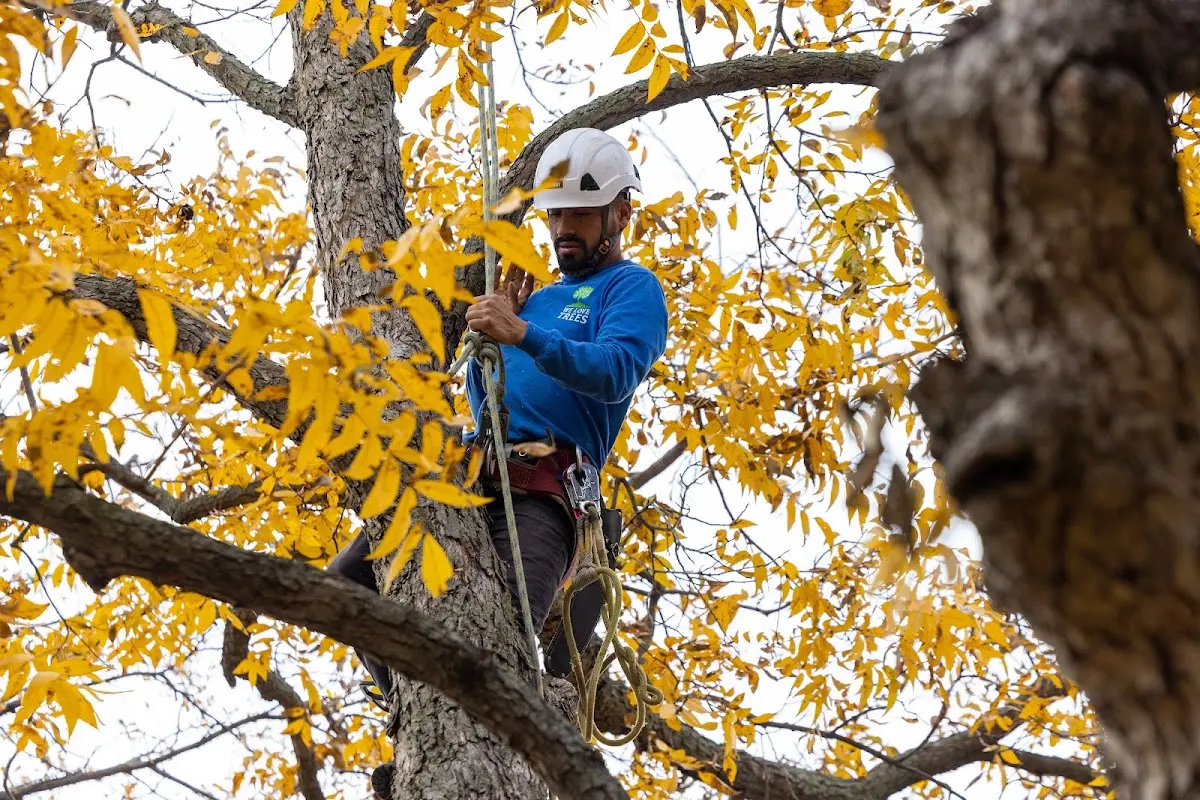 Skilled Emergency Tree Service crew working in West Chesterfield